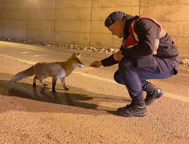Jandarma, aç kalan tilkiyi elleriyle besledi