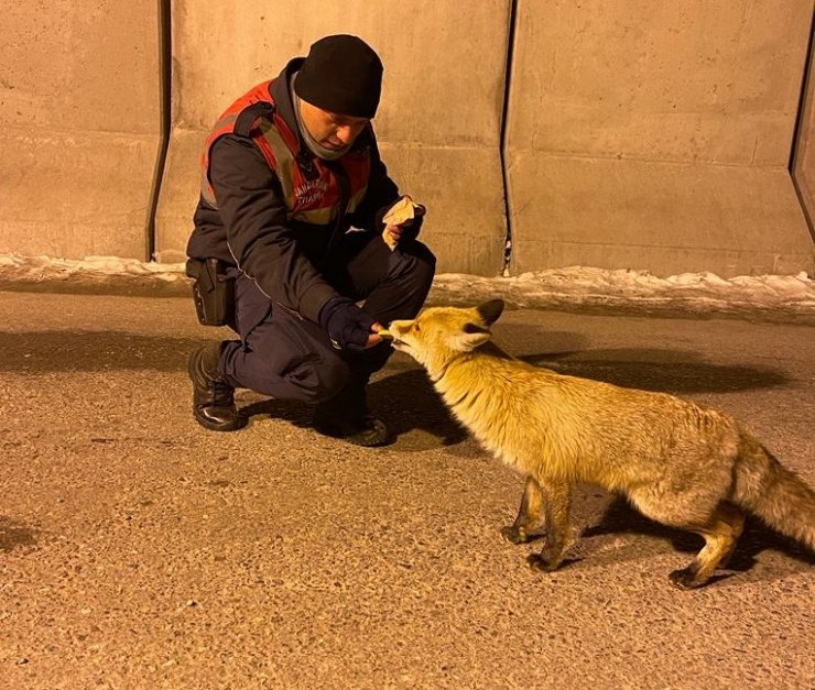 Jandarma, aç kalan tilkiyi elleriyle besledi