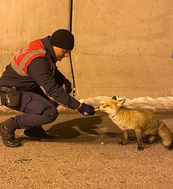 Jandarma, aç kalan tilkiyi elleriyle besledi