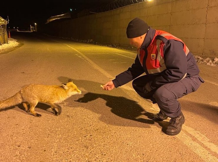 Jandarma, aç kalan tilkiyi elleriyle besledi