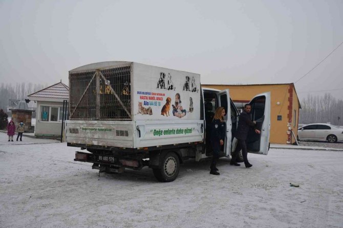 Okul bahçesine bırakılan sahipsiz pitbull yakalandı