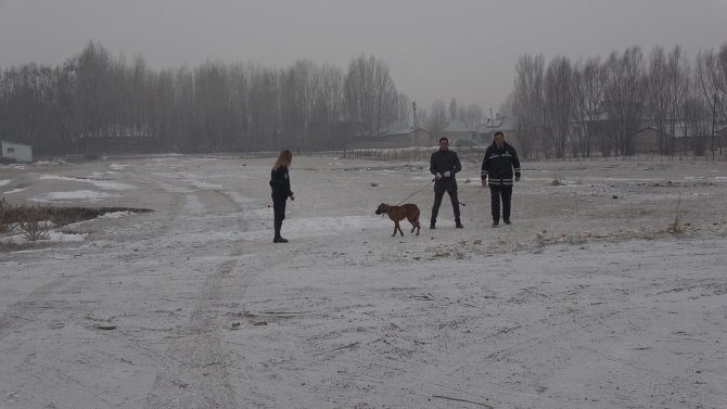 Okul bahçesine bırakılan sahipsiz pitbull yakalandı