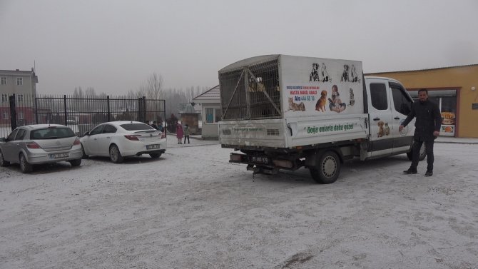 Okul bahçesine bırakılan sahipsiz pitbull yakalandı