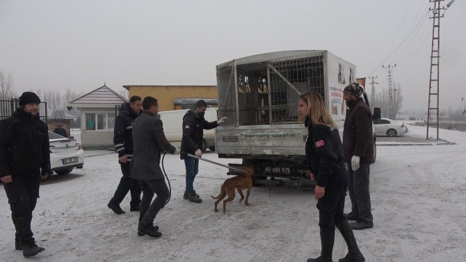 Okul bahçesine bırakılan sahipsiz pitbull yakalandı