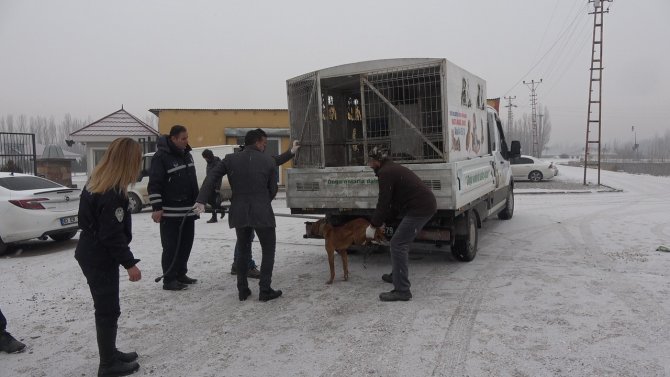 Okul bahçesine bırakılan sahipsiz pitbull yakalandı