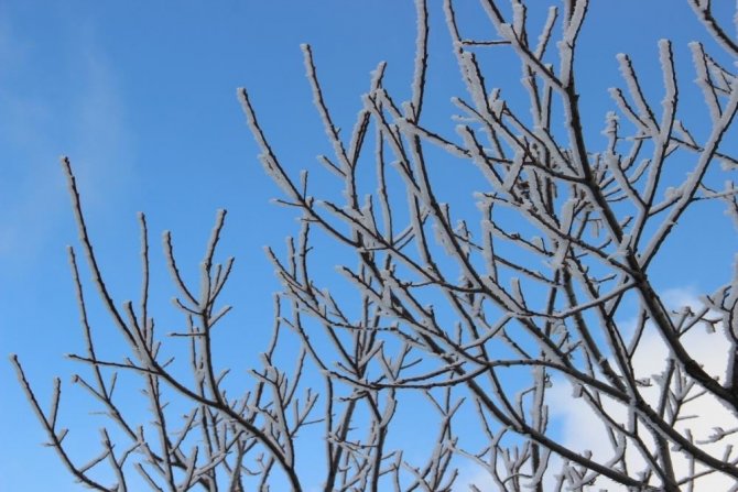 Aydın’da zirai don bekleniyor