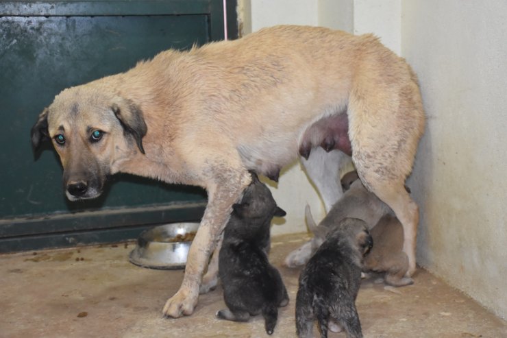 Kanalizasyon çukuruna düşen köpek ve 13 yavrusu kurtarıldı