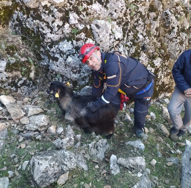 Uçurumda mahsur kalan keçiyi AFAD kurtardı