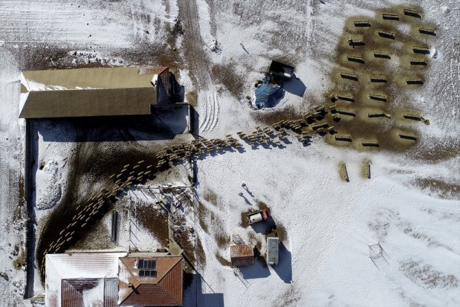 Türkiye'de geçen yıl 3 bin 200'ün üzerinde çoban sertifika aldı