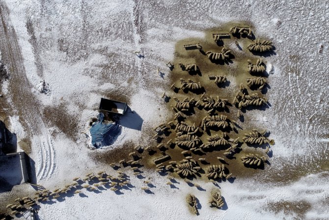 Türkiye'de geçen yıl 3 bin 200'ün üzerinde çoban sertifika aldı