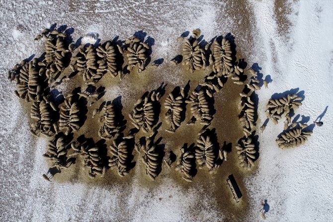 Türkiye'de geçen yıl 3 bin 200'ün üzerinde çoban sertifika aldı