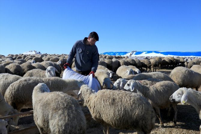 Türkiye'de geçen yıl 3 bin 200'ün üzerinde çoban sertifika aldı