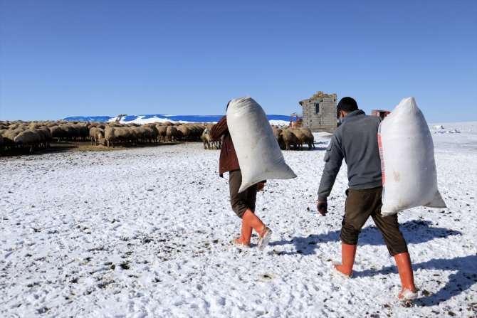 Türkiye'de geçen yıl 3 bin 200'ün üzerinde çoban sertifika aldı