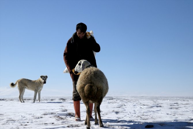 Türkiye'de geçen yıl 3 bin 200'ün üzerinde çoban sertifika aldı