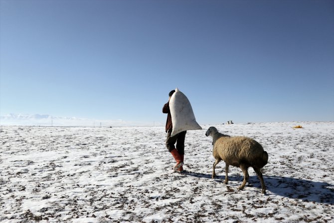 Türkiye'de geçen yıl 3 bin 200'ün üzerinde çoban sertifika aldı
