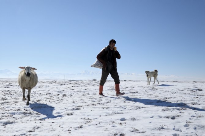 Türkiye'de geçen yıl 3 bin 200'ün üzerinde çoban sertifika aldı