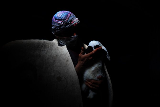 Türkiye'de geçen yıl 3 bin 200'ün üzerinde çoban sertifika aldı