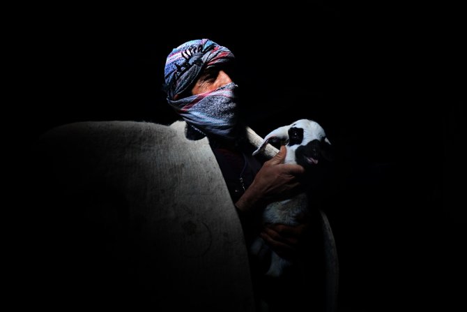 Türkiye'de geçen yıl 3 bin 200'ün üzerinde çoban sertifika aldı