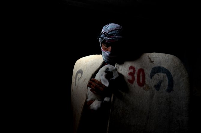 Türkiye'de geçen yıl 3 bin 200'ün üzerinde çoban sertifika aldı