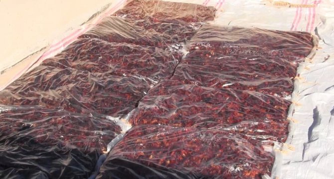 Tarım şehri Şanlıurfa’da kadınlar iş başında