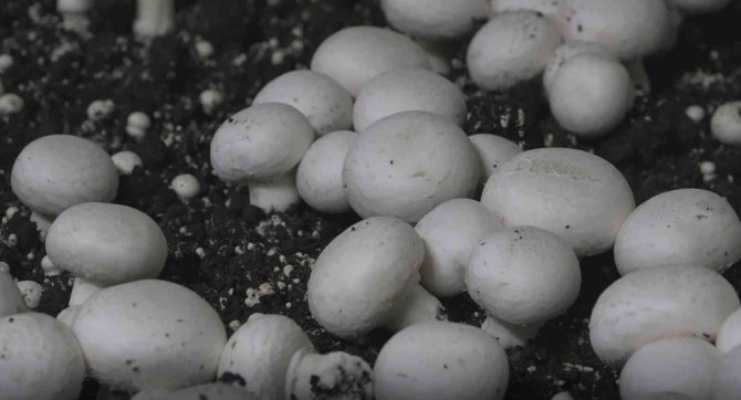 Yüzde 70 hibeyle mantar çiftliği kurarak kendi işinin patronu oldu