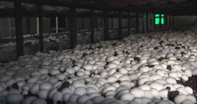 Yüzde 70 hibeyle mantar çiftliği kurarak kendi işinin patronu oldu