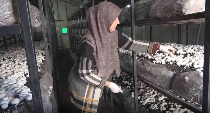 Yüzde 70 hibeyle mantar çiftliği kurarak kendi işinin patronu oldu