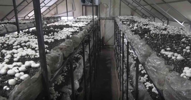 Yüzde 70 hibeyle mantar çiftliği kurarak kendi işinin patronu oldu