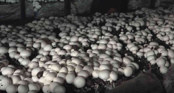 Yüzde 70 hibeyle mantar çiftliği kurarak kendi işinin patronu oldu