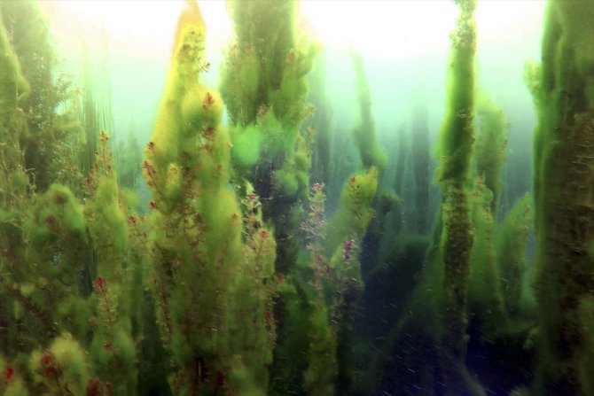 Konya Ovası'nın kuraklıktan etkilenmeyen gölü koruma altına alındı