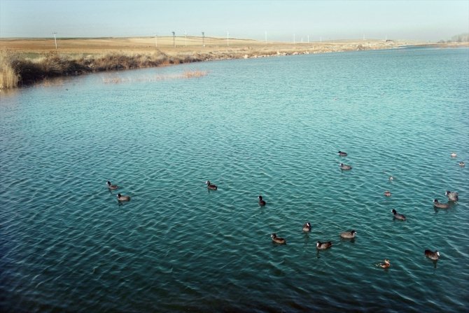 Konya Ovası'nın kuraklıktan etkilenmeyen gölü koruma altına alındı