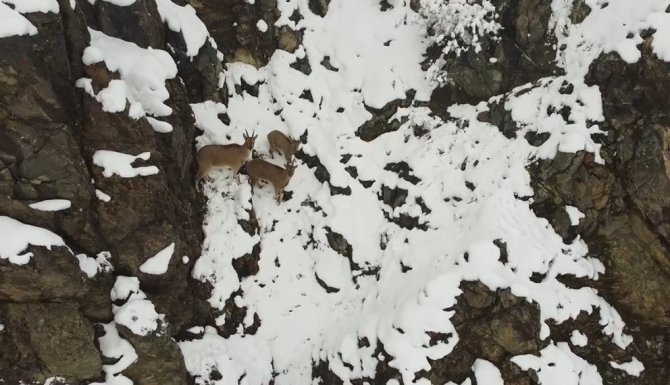 Erzincan’da dağ keçileri havadan görüntülendi