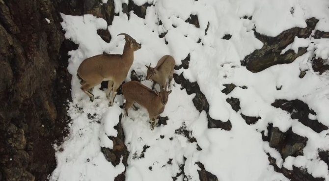 Erzincan’da dağ keçileri havadan görüntülendi