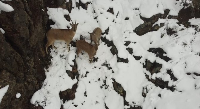 Erzincan’da dağ keçileri havadan görüntülendi