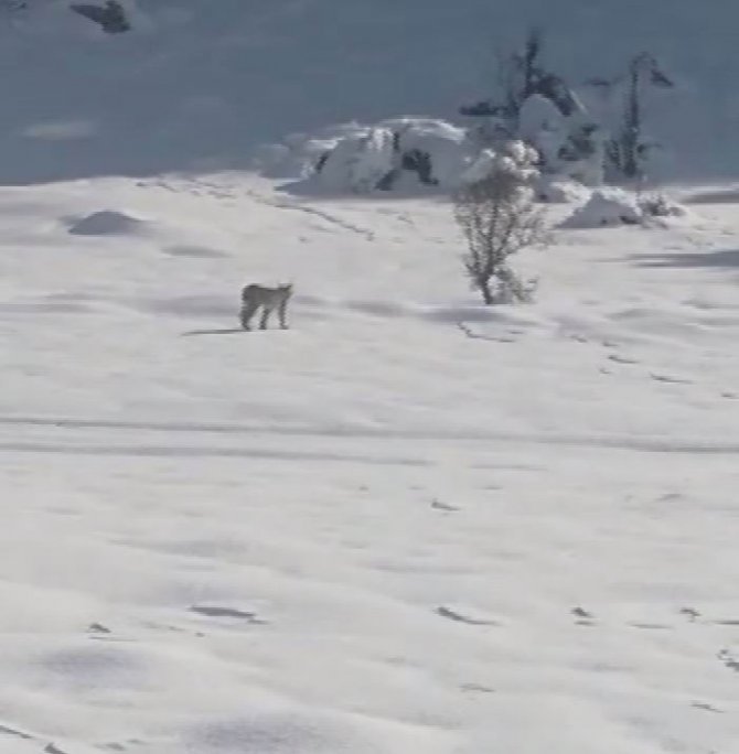 Konya'da aç kalan domuz ve vaşaklar şehre indi!
