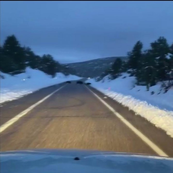 Konya'da aç kalan domuz ve vaşaklar şehre indi!