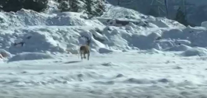 Konya'da aç kalan domuz ve vaşaklar şehre indi!