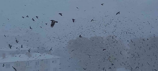 Tipiye yakalanan kuşların zor anları