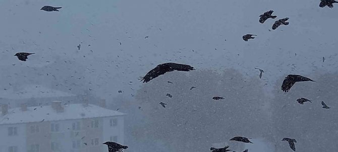 Tipiye yakalanan kuşların zor anları