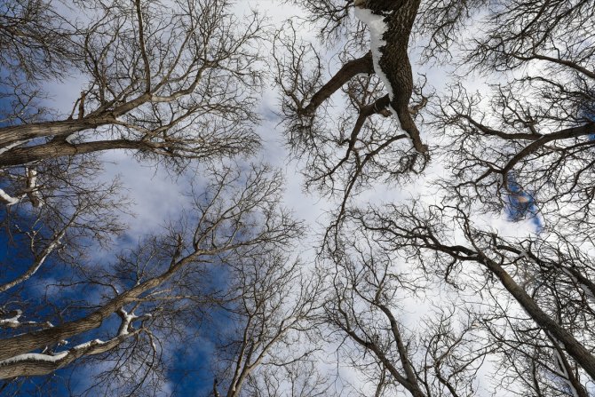 Doğu Anadolu'da dondurucu soğuklar etkisini sürdürüyor