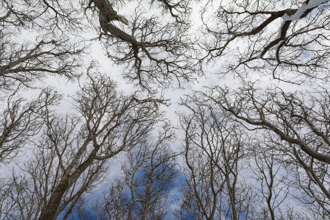 Doğu Anadolu'da dondurucu soğuklar etkisini sürdürüyor