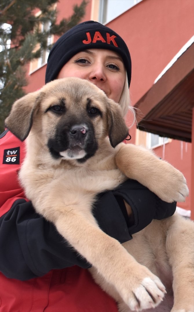 JAK timleri sokak ve yaban hayvanlarının da yardımına koşuyor
