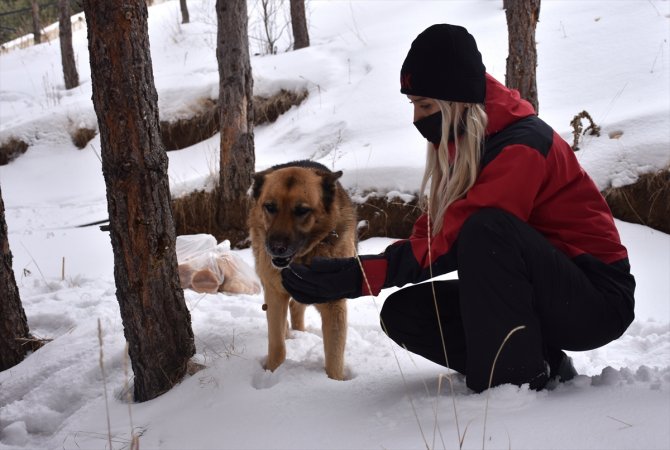JAK timleri sokak ve yaban hayvanlarının da yardımına koşuyor