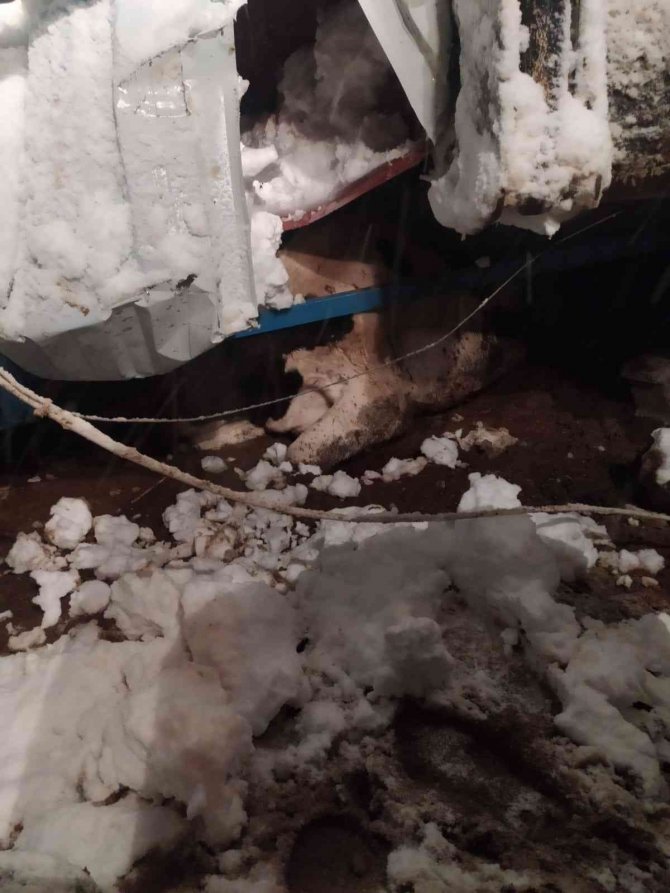 Hatay’da kar yağışı nedeniyle ahır çöktü, 10 hayvan telef oldu