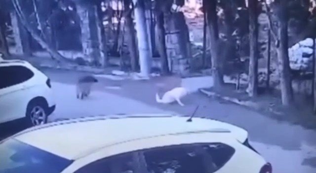 Vicdansız sürücü köpeği göz göre göre böyle ezdi