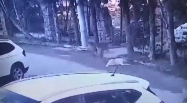 Vicdansız sürücü köpeği göz göre göre böyle ezdi