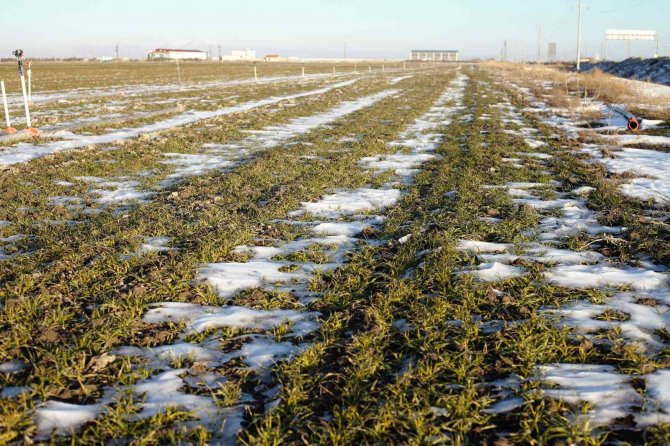 Yağışlar yüz güldürüyor, rekolte artışı bekleniyor