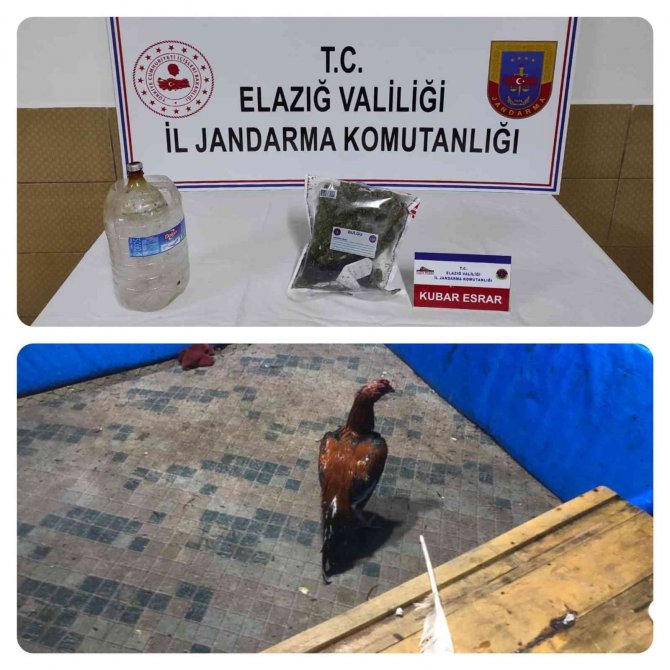 Horoz dövüşü operasyonu: 17 kişi yakalandı