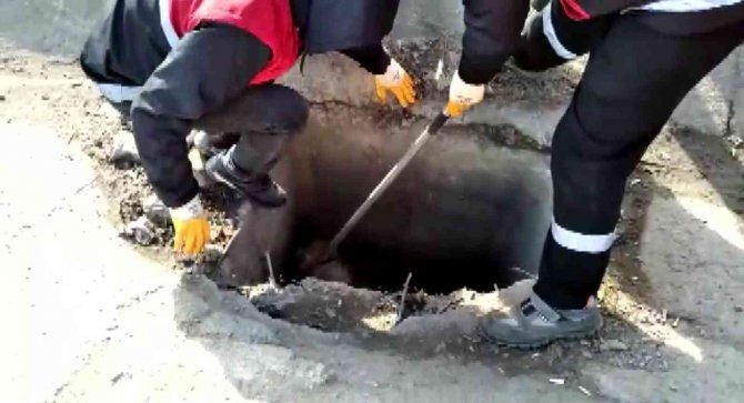 Kuyuda mahsur kalan köpek kurtarıldı