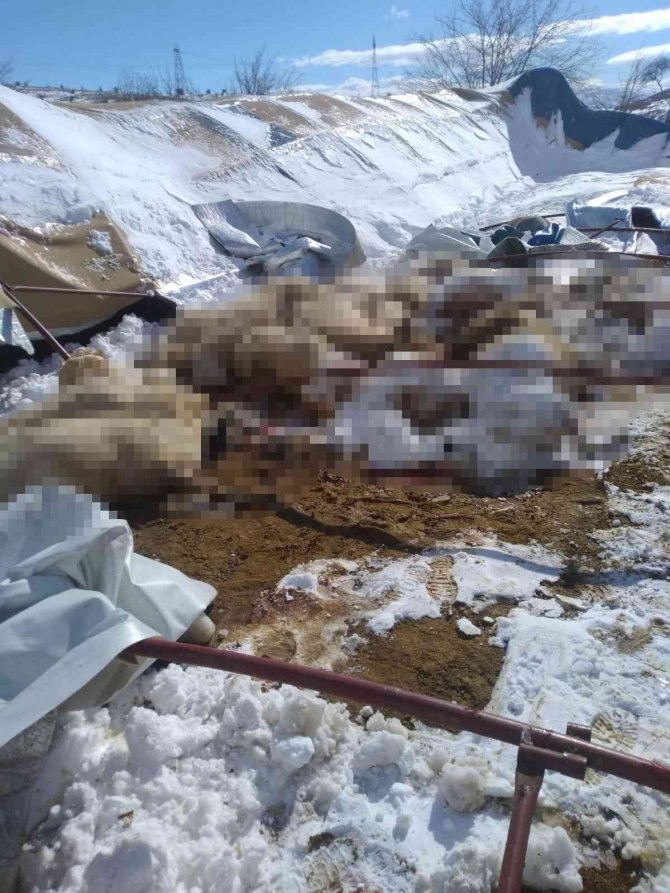 Kar nedeniyle çöken ağılda 28 küçükbaş hayvan telef oldu